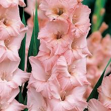 ГЛАДИОЛУС ЧИМАРОЗА 3шт-пакет