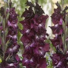 ГЛАДИОЛУС ШАКА ЗУЛУ 3шт-пакет