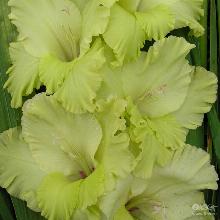 ГЛАДИОЛУС ЭМЕРАЛЬД РИППЛ 3шт-пакет