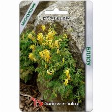 КОРДИАЛИС ХОХЛАТКА ЕЛЛОУ 12 ШТ биотехника