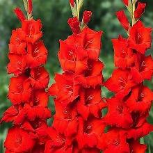 ГЛАДИОЛУС МАТЧ ПОИНТ 3шт-пакет