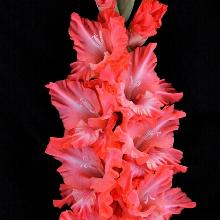 ГЛАДИОЛУС СОЛИСТ 3шт-пакет