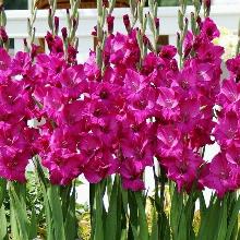 ГЛАДИОЛУС ШУГА ПЛАМ 3шт-пакет