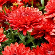 ХРИЗАНТЕМА КОРЕЙСКАЯ ОГНИ МОСКВЫ пакет