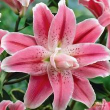 ЛИЛИЯ СВИТ РОЗИ ВОСТОЧНЫЙ ГИБРИД горшок-с1