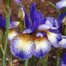 Нажмите чтобы увеличить изображение