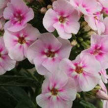 Нажмите чтобы увеличить изображение