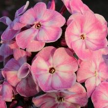 Нажмите чтобы увеличить изображение