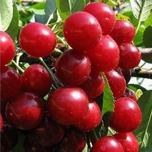 ВИШНЯ ВЯНОК пакет