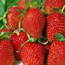 РАССАДА КЛУБНИКА РЕМОНТАНТНАЯ ФЛОРИАНТ горшок-с1