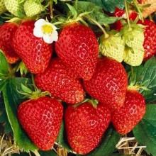 РАССАДА КЛУБНИКА РЕМОНТАНТНАЯ ФЭВОРИ горшок-с1