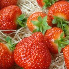 РАССАДА КЛУБНИКА САЛЬСА горшок-с1