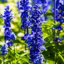 ШАЛФЕЙ СИНИЙ горшок-с3