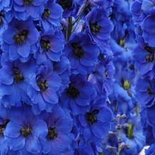 ДЕЛЬФИНИУМ ЭКСКАЛИБУР ДАК БЛЮ БЛЭК БИ горшок-с2