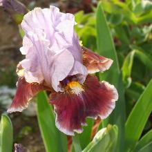 ИРИС БОРОДАТЫЙ МЭНС БЕСТ ФРЕНД пакет