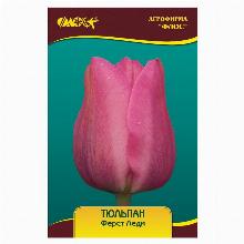 ТЮЛЬПАН ФЁСТ ЛЕДИ 3шт-карточка