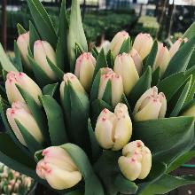 ТЮЛЬПАН СУПЕРМОДЕЛЬ 3шт-пакет