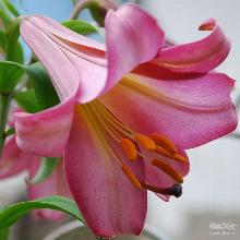 ЛИЛИЯ ПИНК ПЕРФЭКШН ТРУБЧАТАЯ горшок-с1