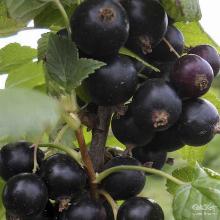 СМОРОДИНА ЧЕРНАЯ НЕСТЕР КОЗИН пакет