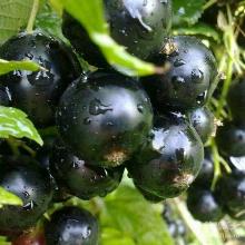 СМОРОДИНА ЧЕРНАЯ ПИГМЕЙ пакет