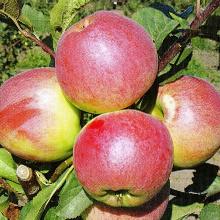 ЯБЛОНЯ ФЛАГМАН пакет