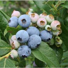 ГОЛУБИКА САДОВАЯ РАЗЗ горшок-p9