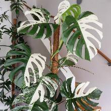 МОНСТЕРА ПЕСТРОЛИСТНАЯ  горшок-с3 флос