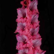 ГЛАДИОЛУС МАЛИНОВЫЙ ЖИРАФ 3шт-пакет