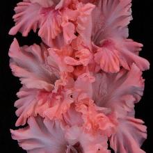 ГЛАДИОЛУС МЕЛАНХОЛИЯ 3шт-пакет