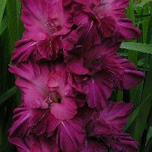 ГЛАДИОЛУС НОЧНОЙ КАПРИЗ 3шт-пакет