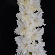 ГЛАДИОЛУС ПРОГУЛКА ПО ОБЛАКАМ 3шт-пакет