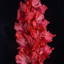 ГЛАДИОЛУС СПАРТАНЕЦ 3шт-пакет