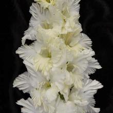 ГЛАДИОЛУС СЫН ЛУНЫ 3шт-пакет