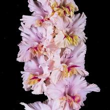 ГЛАДИОЛУС УТРЕННЯЯ НЕГА 3шт-пакет