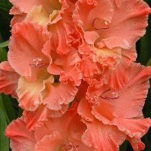 ГЛАДИОЛУС БАРБИЗОН 3шт-пакет