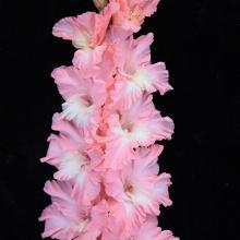 ГЛАДИОЛУС ДЕЗАНА 3шт-пакет