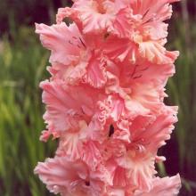 ГЛАДИОЛУС РОЗОВОЕ ГОФРЕ 3шт-пакет