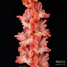 ГЛАДИОЛУС ДОБРАЯ ПРИМЕТА 3шт-пакет