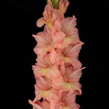 ГЛАДИОЛУС СОЛНЕЧНЫЙ БЕРЕГ 3шт-пакет