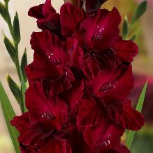 ГЛАДИОЛУС ИГРА ТЕНЕЙ  3шт-пакет