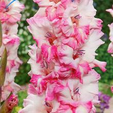 ГЛАДИОЛУС КАВКАЗ 3шт-пакет