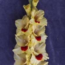 ГЛАДИОЛУС КОНТРАСТ 3шт-пакет