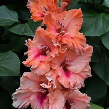 ГЛАДИОЛУС МАГИЯ МАГМЫ 3шт-пакет