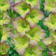 ГЛАДИОЛУС МУНЛАЙТ ШЭДОУ 3шт-пакет