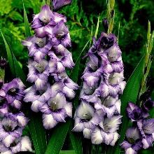 ГЛАДИОЛУС ХИДДЕН ТРЕЖЕ 3шт-пакет