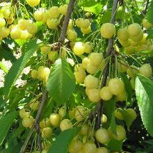 ЧЕРЕШНЯ РОССОШАНСКАЯ ЗОЛОТА пакет