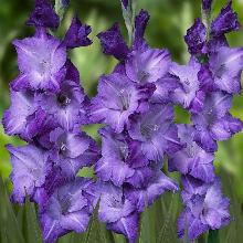ГЛАДИОЛУС БЛУ МАУНТИН 3шт-пакет