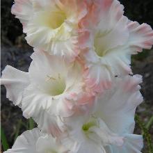 ГЛАДИОЛУС РОЗОВАЯ ДЫМКА 3шт-пакет