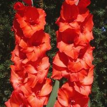 ГЛАДИОЛУС ЭДВАНС РЕД 3шт-пакет