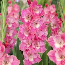 ГЛАДИОЛУС ПИНК ПЭРРОТ 3шт-пакет